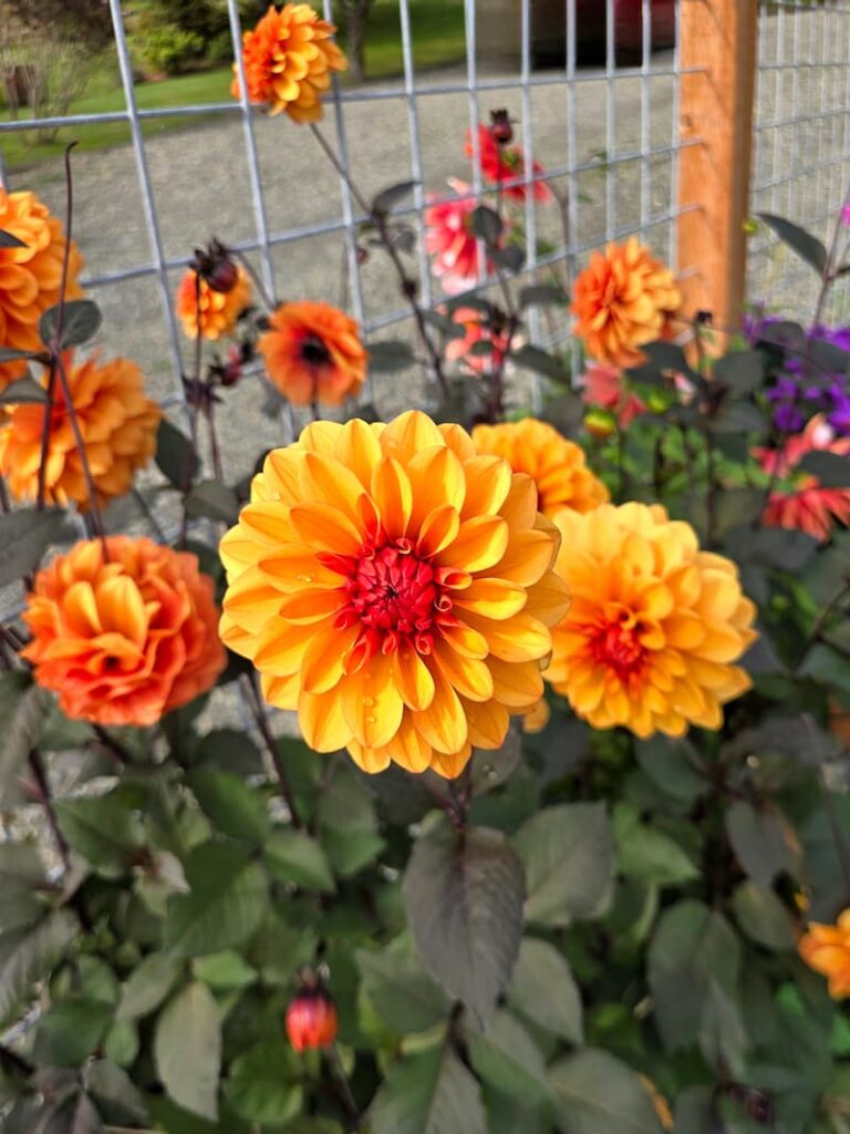 orange dahlias growing in the October garden