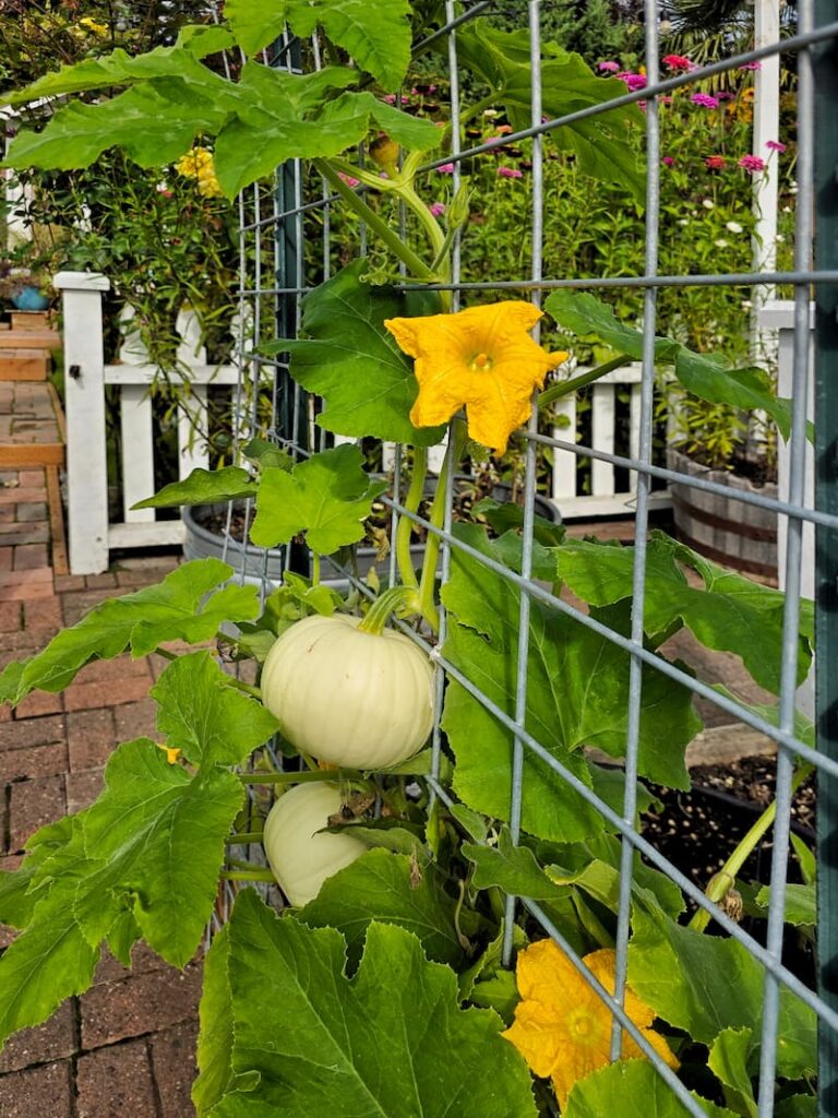 white pumpkins growing up the garden trellis