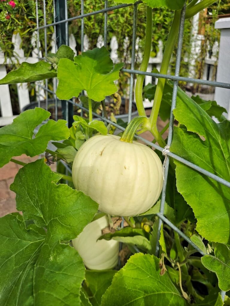 white pumpkins growing up the garden trellis