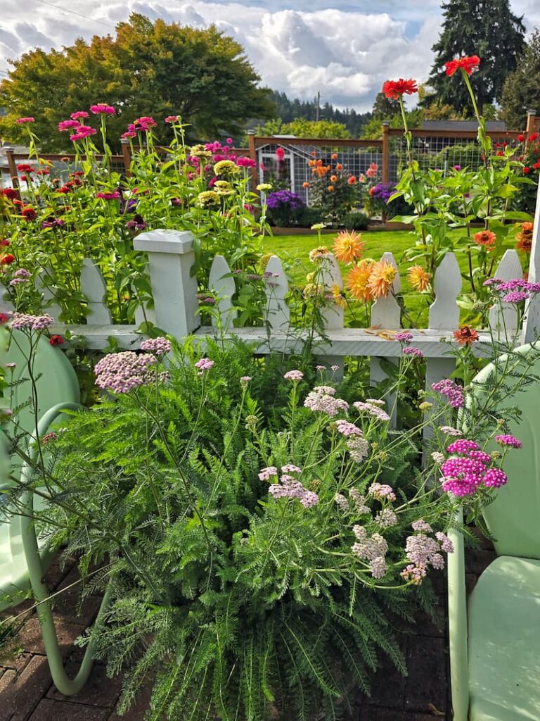 yarrow and zinnias in the fall cut flower garden