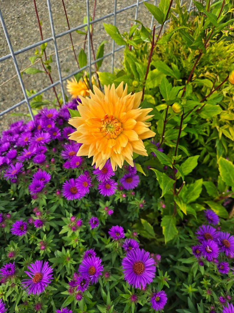 yellow dahlias and purple asters growing in the October garden