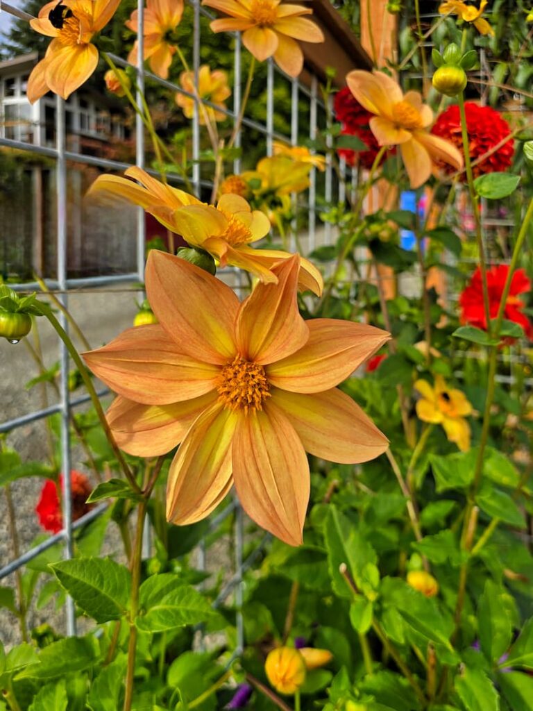 yellow dahlias growing in the October garden