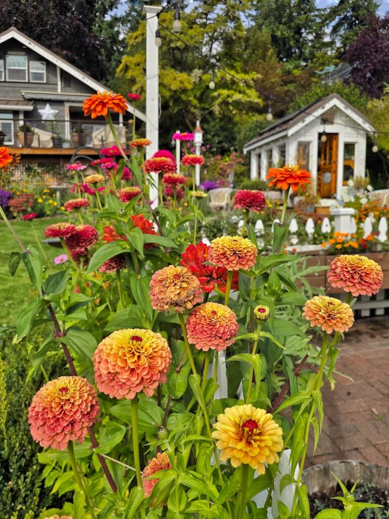 fall colored zinnias growing in the garden