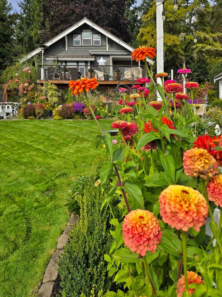 bright colored zinnias growing in the garden in front of the cottage