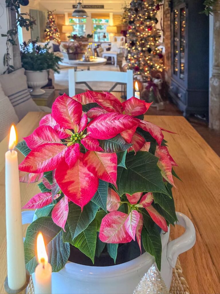 red and pink poinsettia on the kitchen table