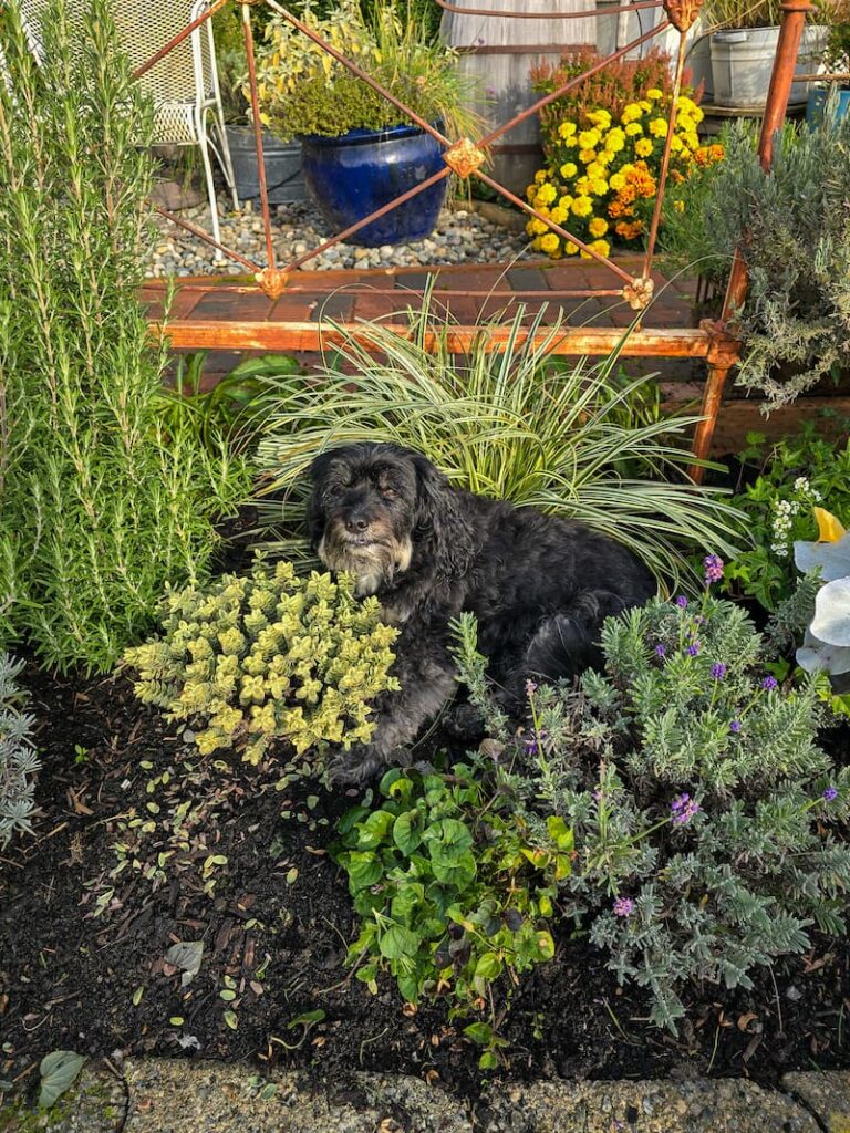 black dog sitting in the garden bed