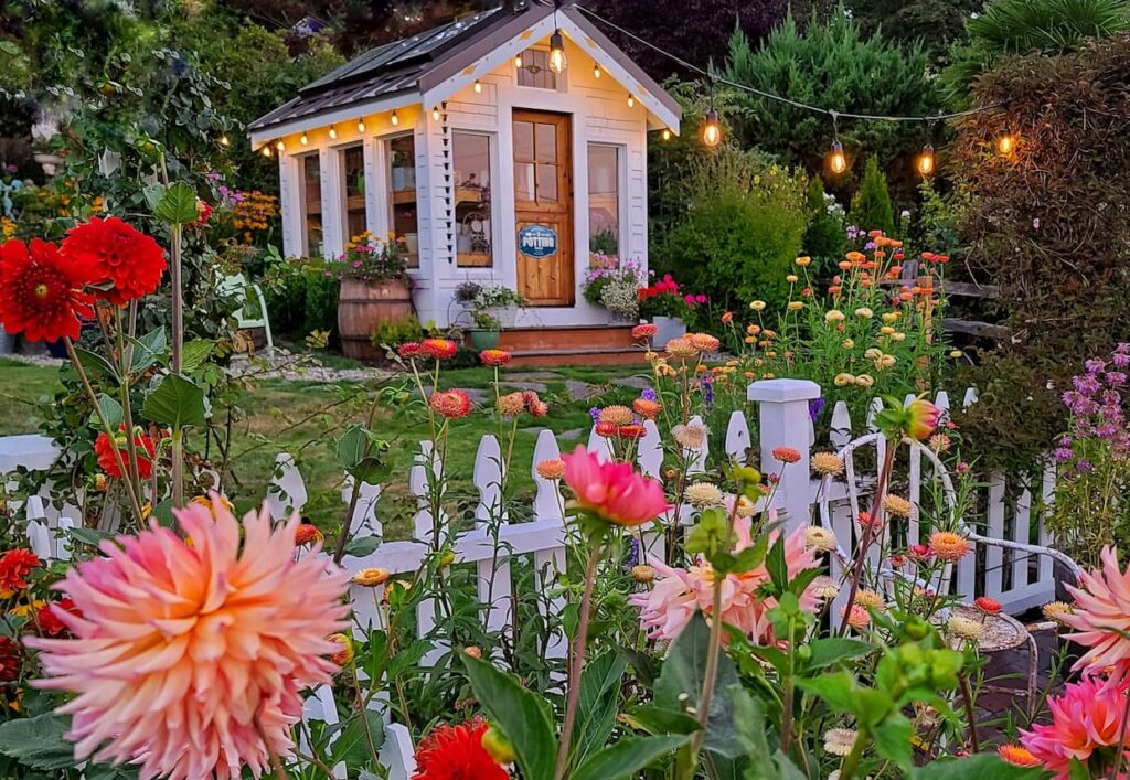 greenhouse in the evening with bistro lights, and red and coral dahlias growing in front of the white picket fence