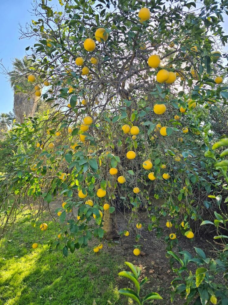 citrus trees in the backyard