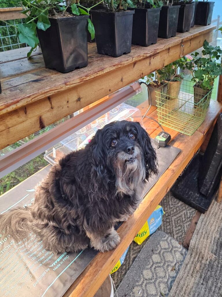 black dog sitting on the greenhouse shelf