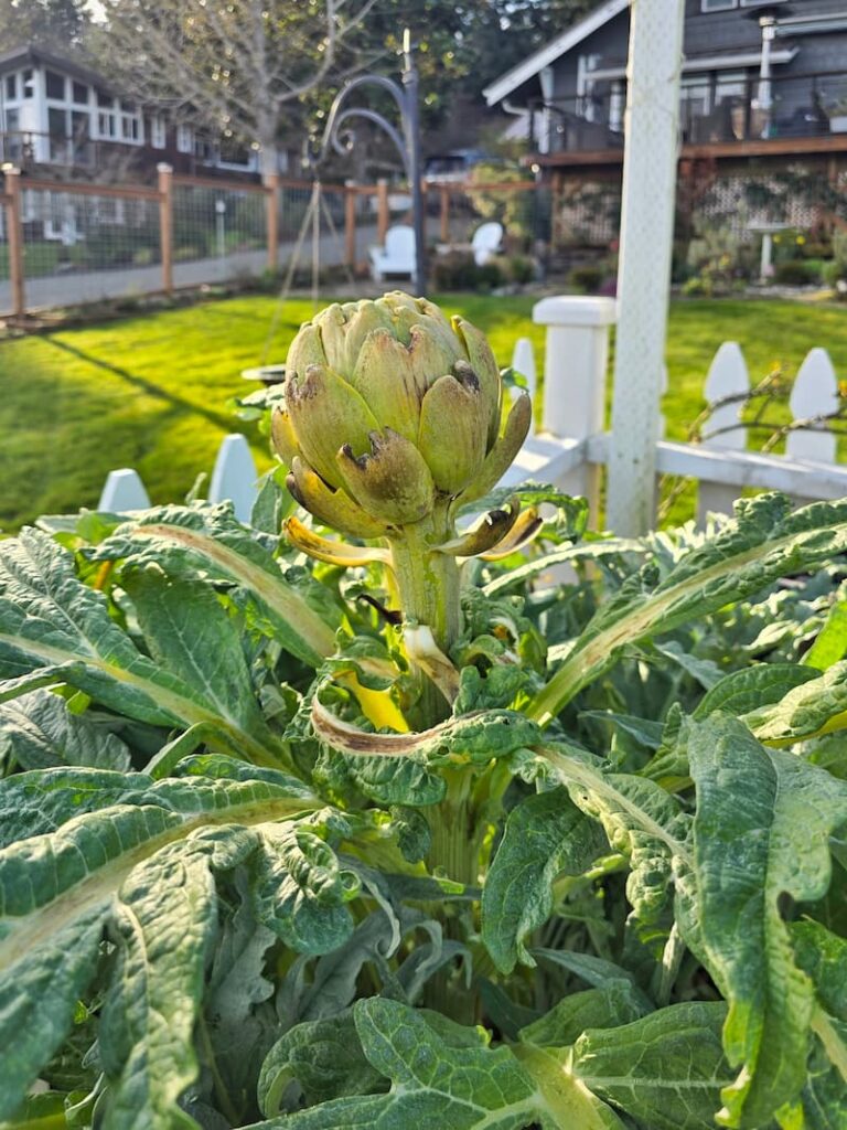 artichoke growing in the February garden