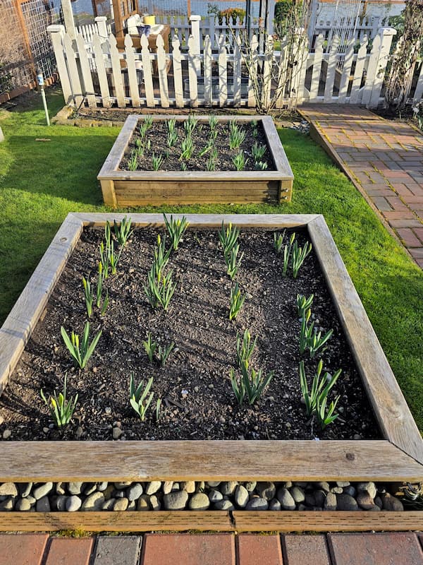 raised beds with rows of daffodil bulbs not yet bloomed