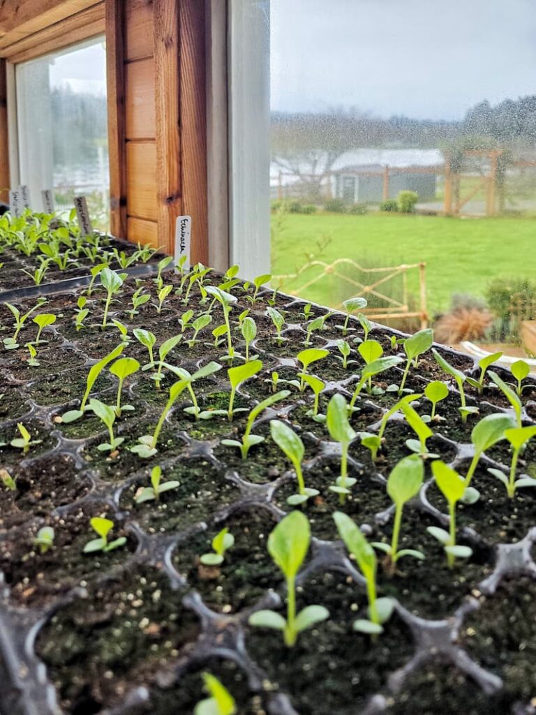 echinacea seedlings growing in trays in the greenhouse