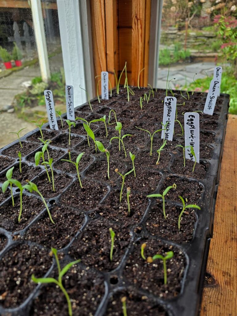 eggplant seedlings growing in the greenhouse