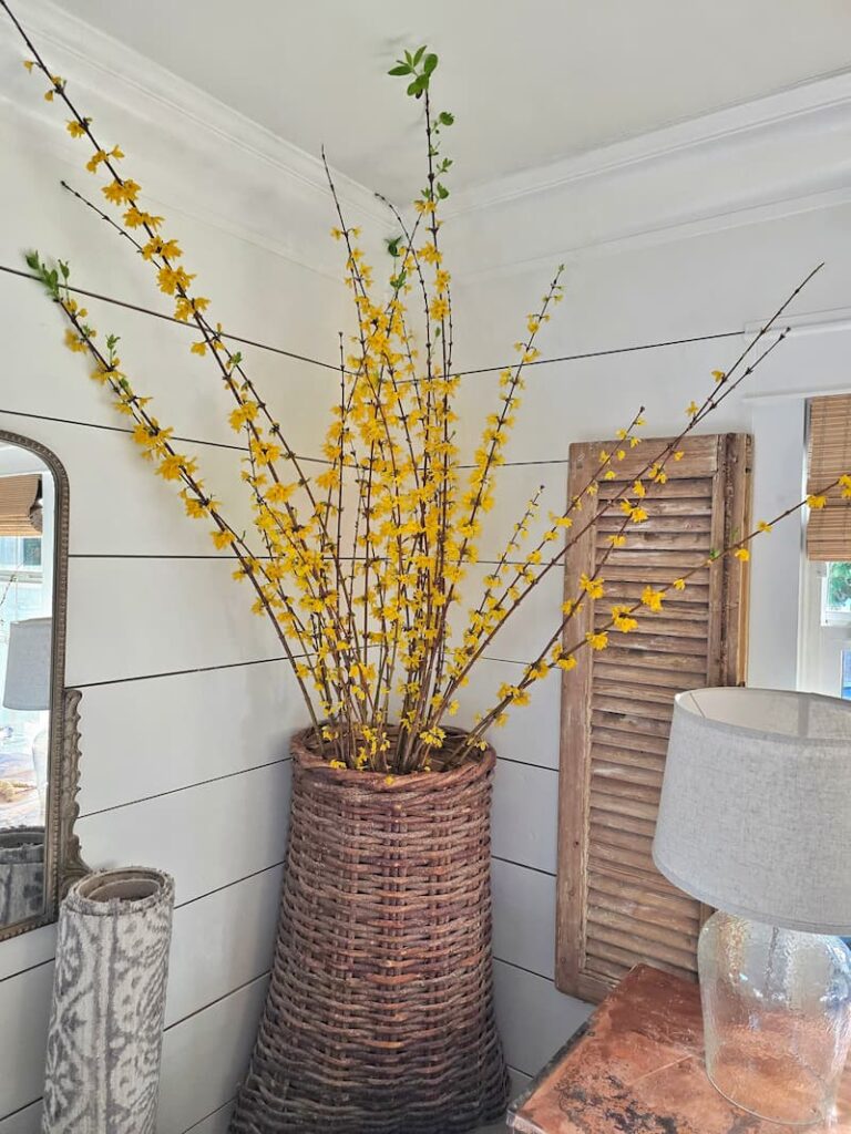 bright yellow forsythia blooms in a hanging wicker basket