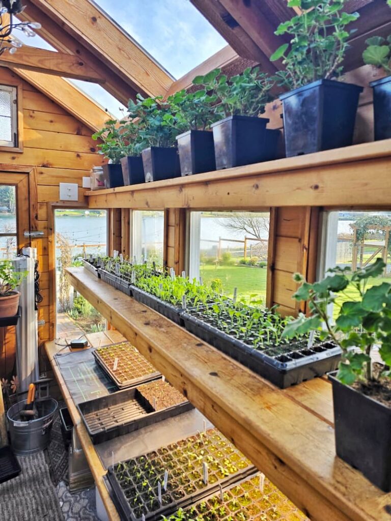 inside a greenhouse with geraniums and seedlings sitting on the shelves