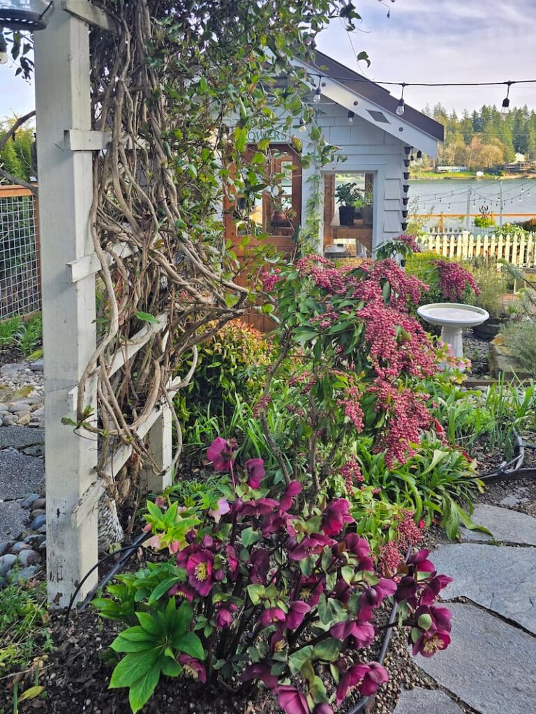 greenhouse and garden flowers with burgundy hellebores growing
