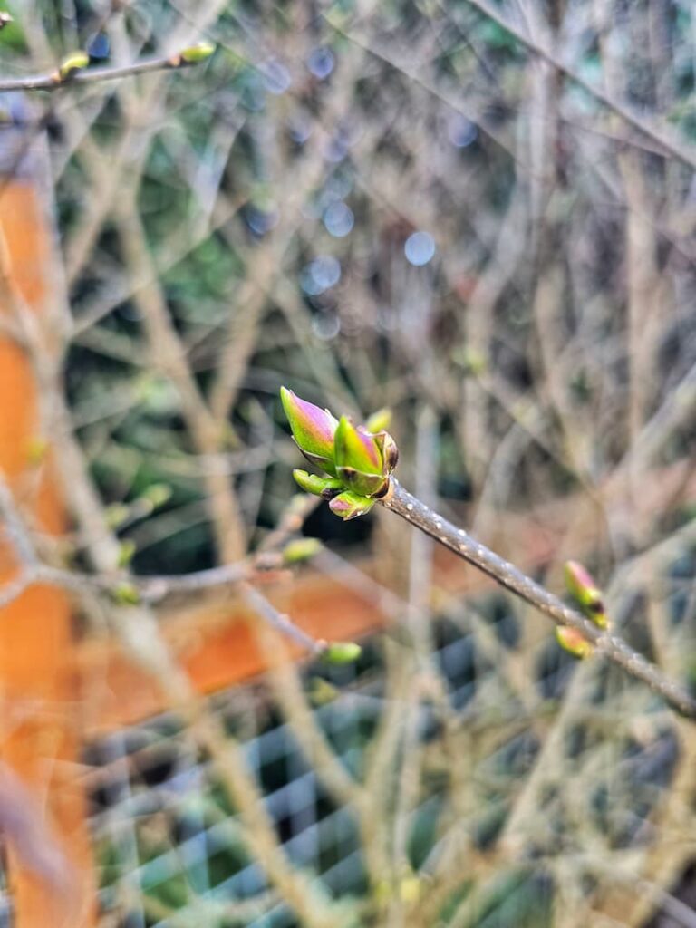 lilacs just beginning to bud outdoors