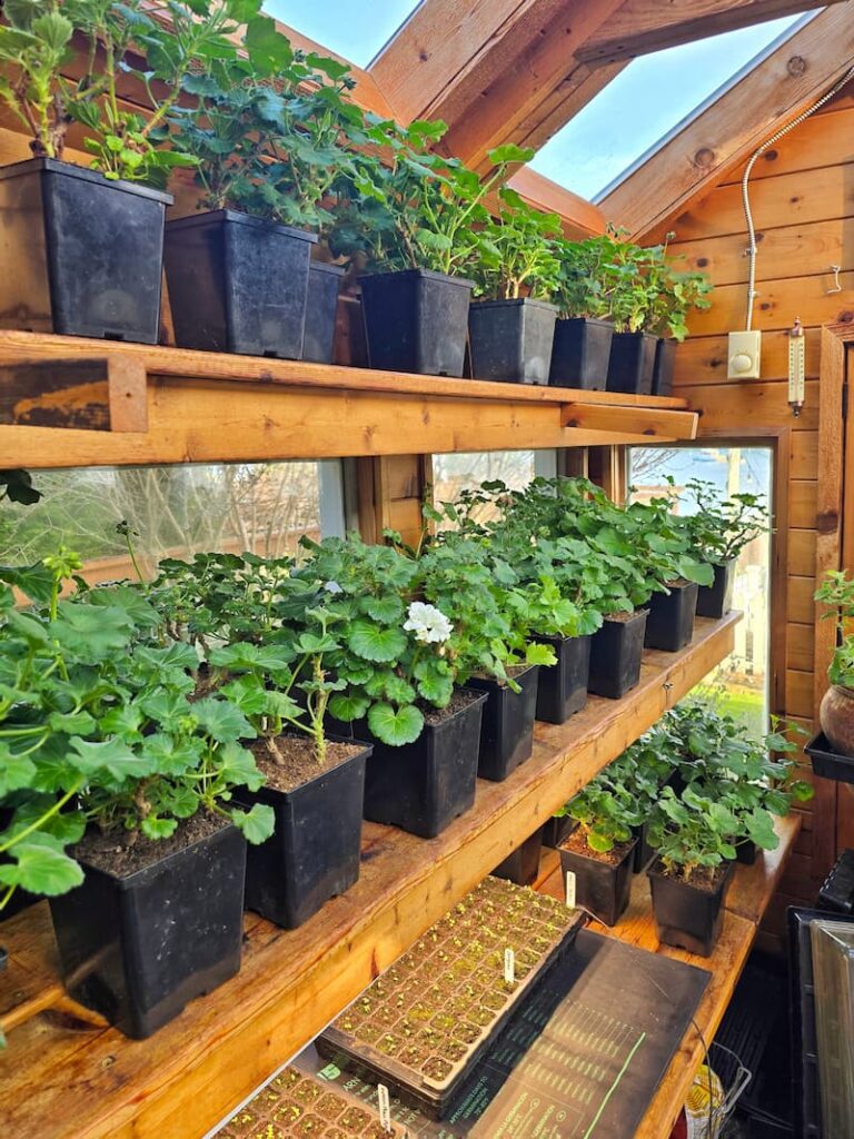 geraniums on the greenhouse shelves