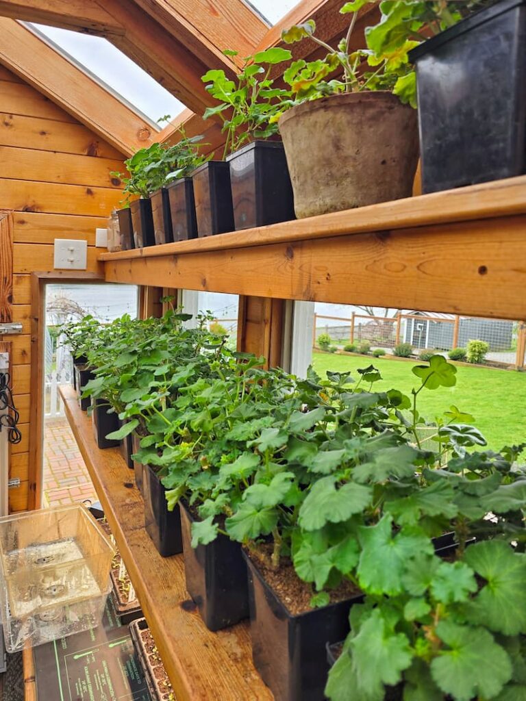 geraniums on shelves in the greenhouse