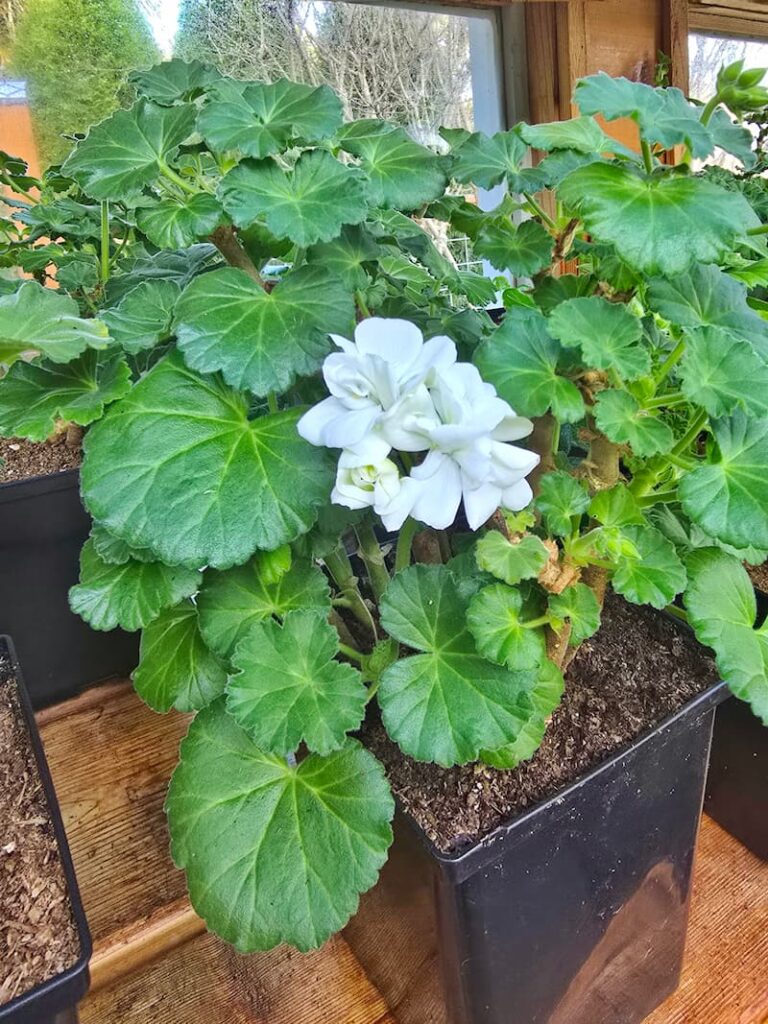 geraniums plant with a white bloom