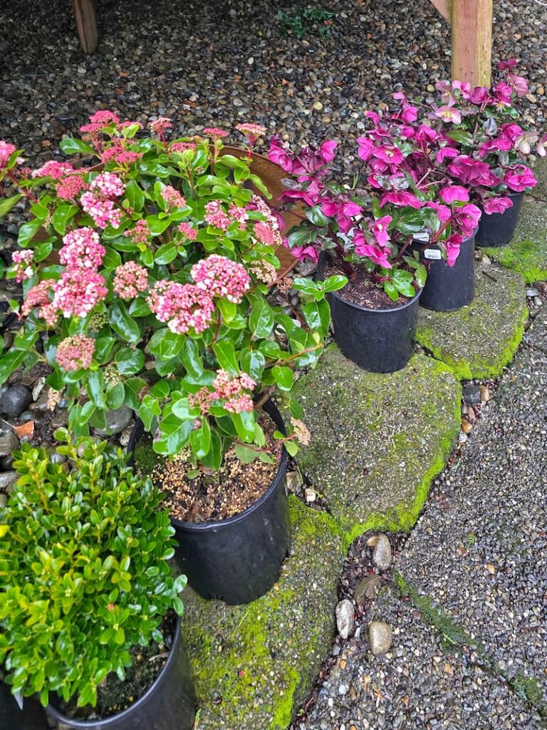 hellebores and shrubs waiting to be planted