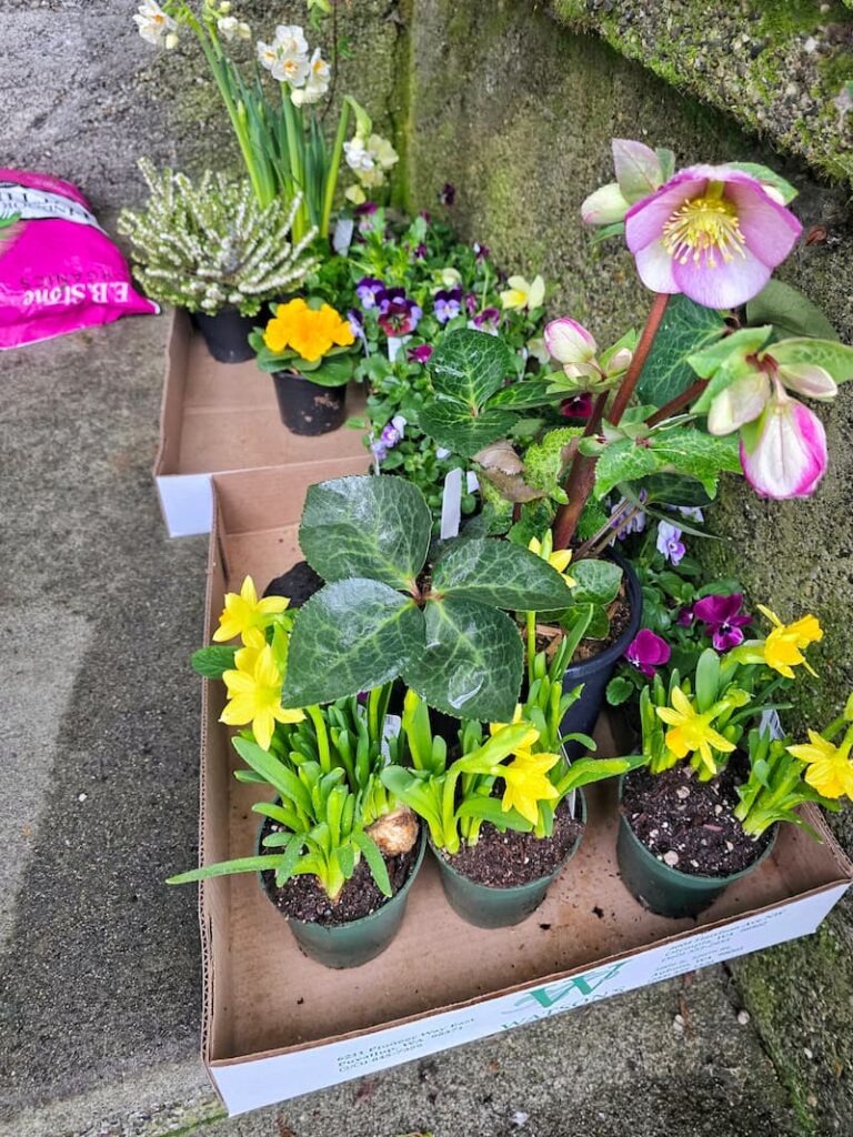 daffodils, hellebores, heather, and pansies from the nursery
