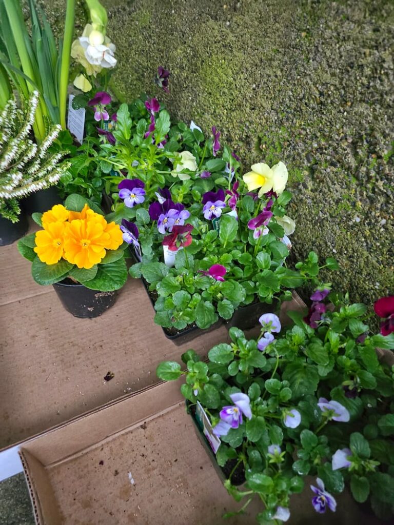 pansies, violas, and primroses from the nursery