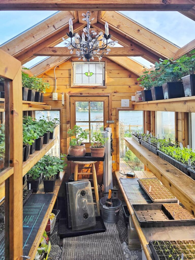 inside a greenhouse with geraniums and seedlings