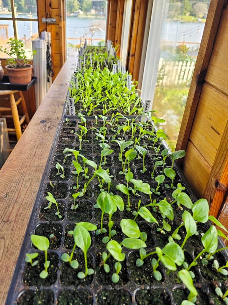 trays of seedlings sitting in the greenhouse on shelves
