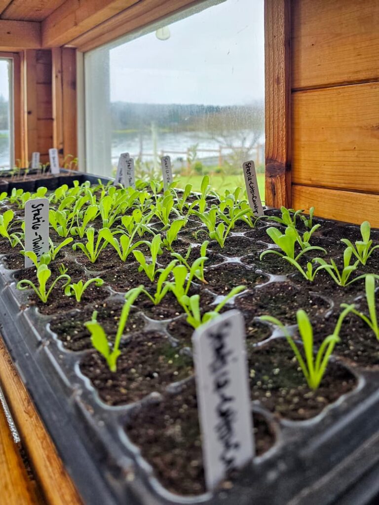statice seedlings growing in trays in the greenhouse