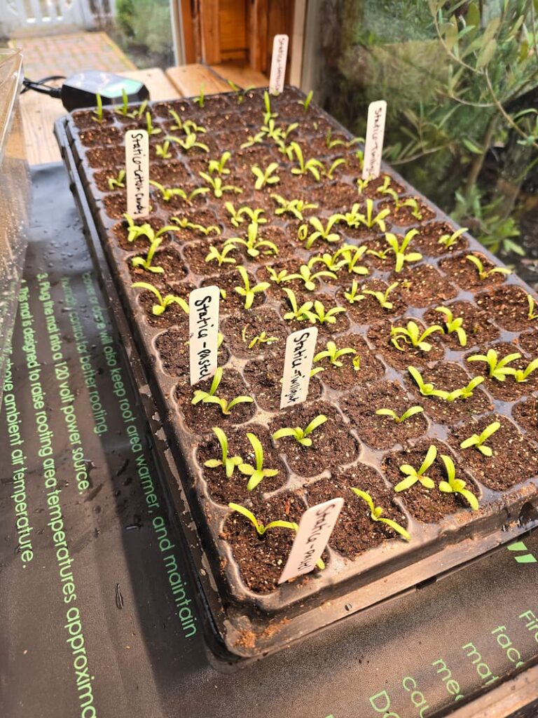 Statice seedlings growing in the greenhouse