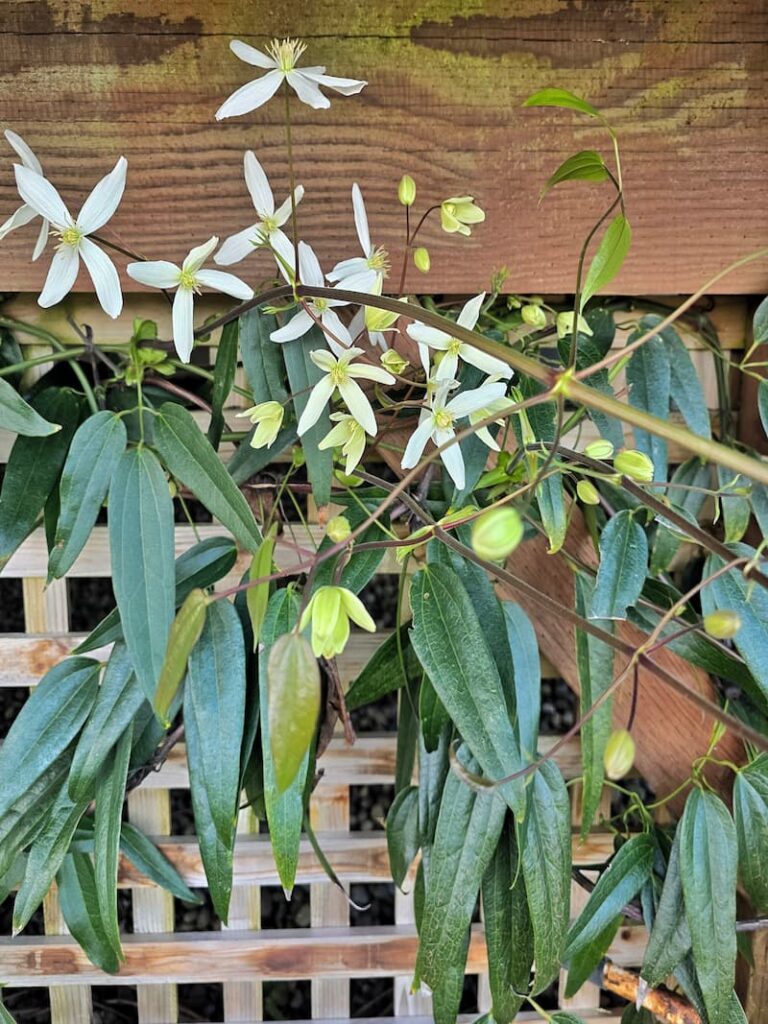 white clematis blooming in February