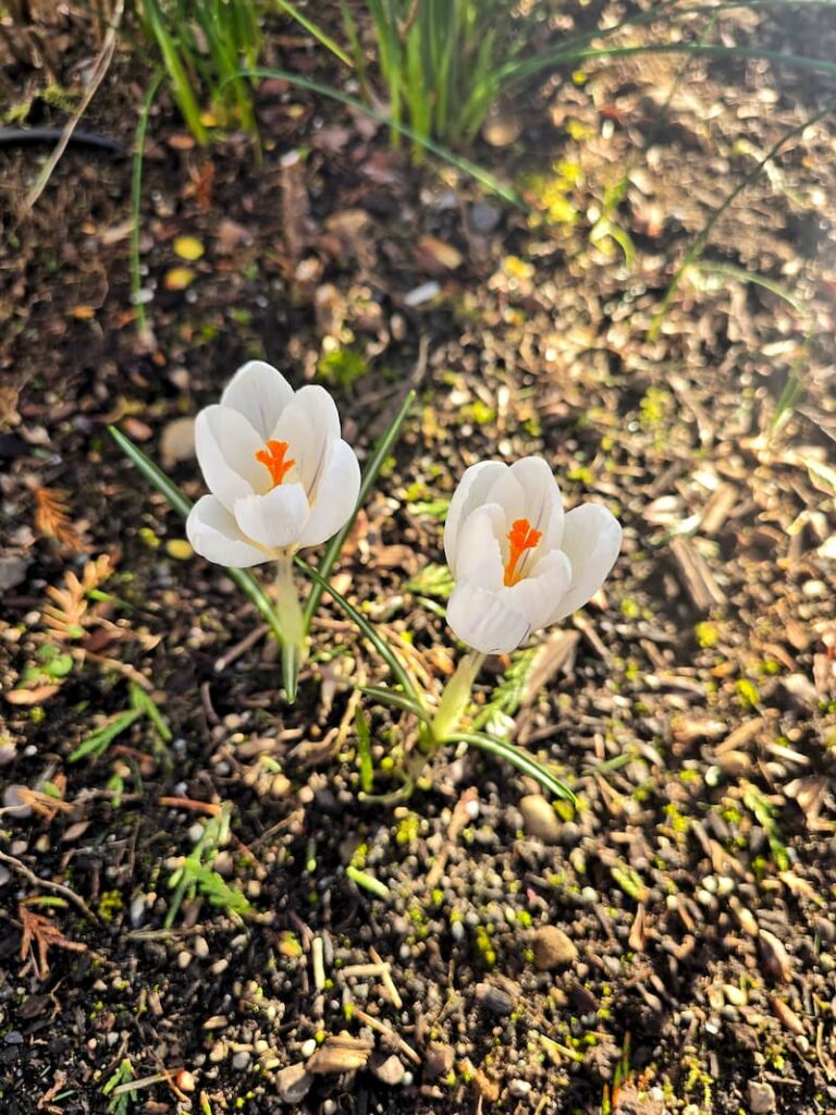 white crocuses growing in the garden
