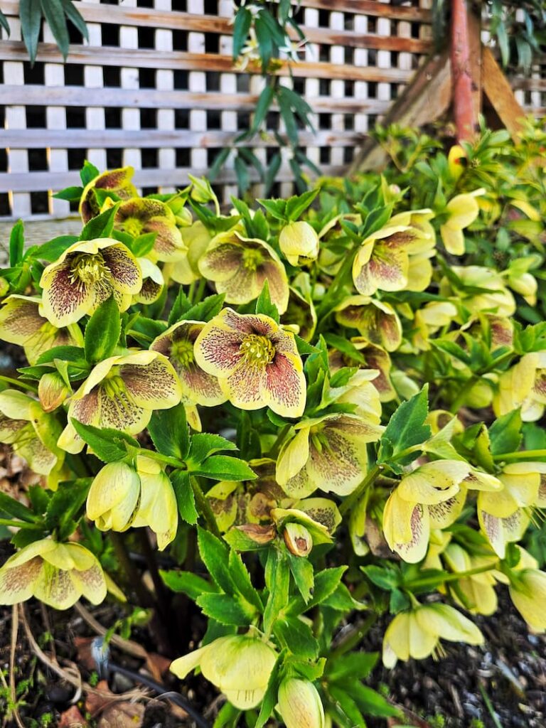 yellow hellebores growing in the garden