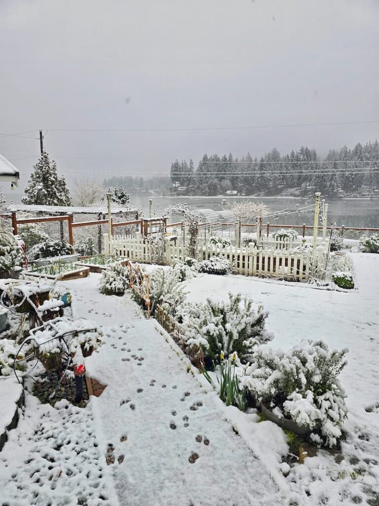 greenhouse and garden covered with snow
