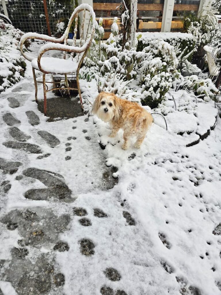 snow falling and cream dog walking in it