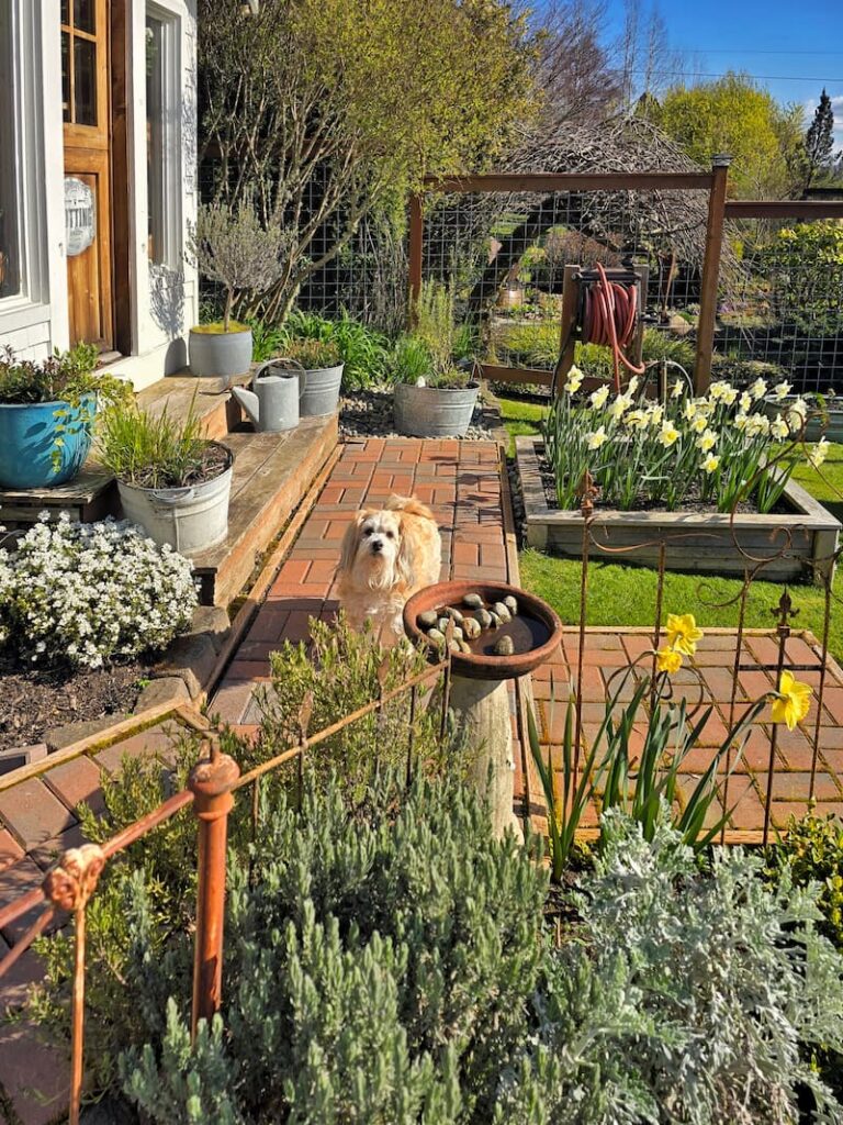 cottage garden with cream colored dog Ollie walking the garden path