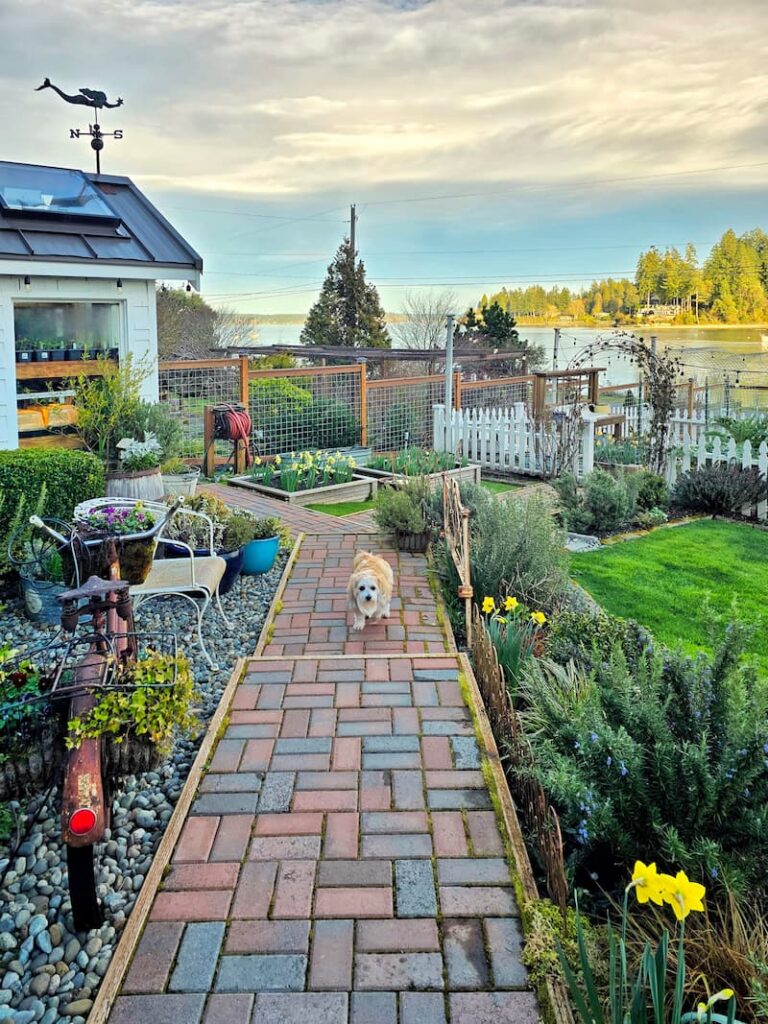 cottage garden with cream dog Ollie walking up the walkway