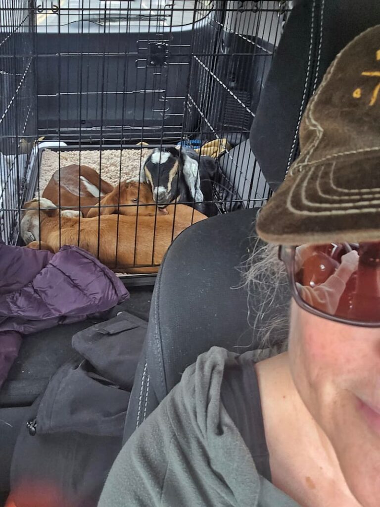 three baby goats in the crate in the back of the car