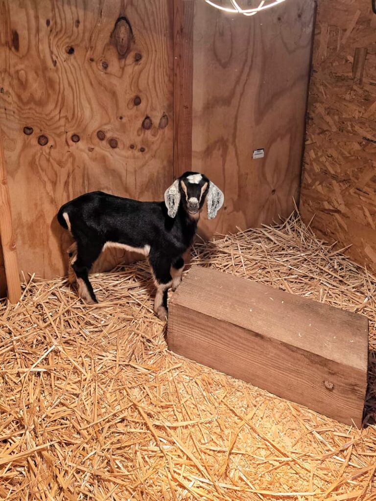 black and white baby goat in the barn with a wooden block