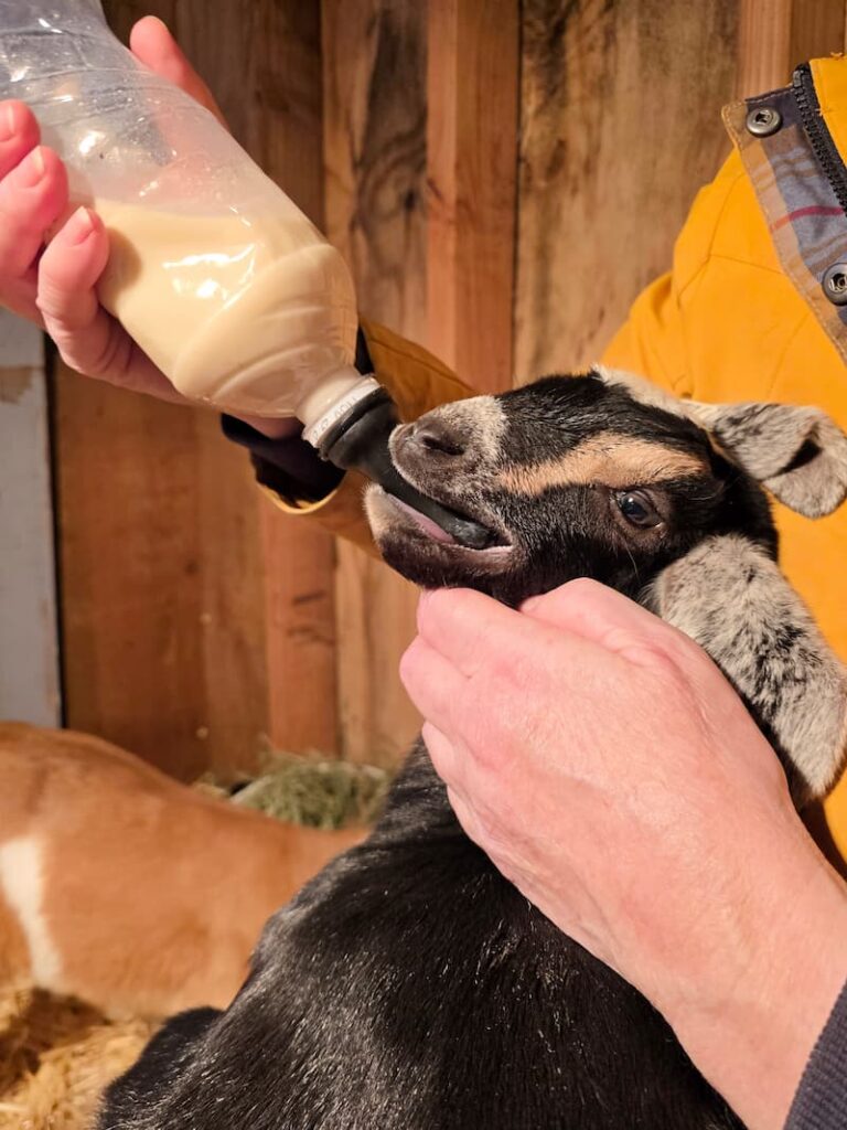 black baby goat drinking from a bottle