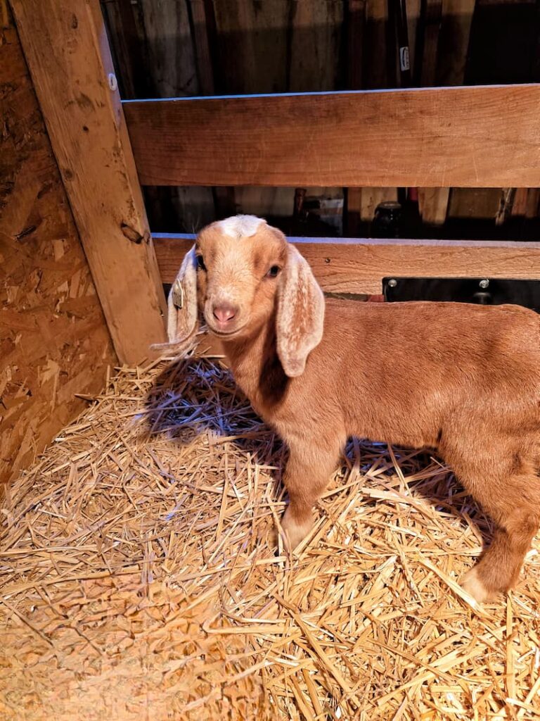 blonde colored baby goat in the stall with hay