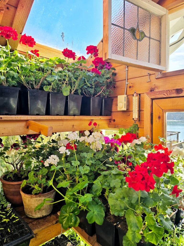geraniums overwintering in the greenhouse