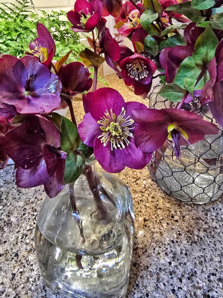 burgundy hellebores from the garden in vases in the kitchen