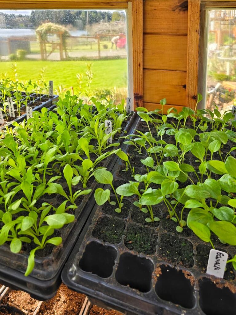 statice and echinacea seedlings growing in the greenhouse