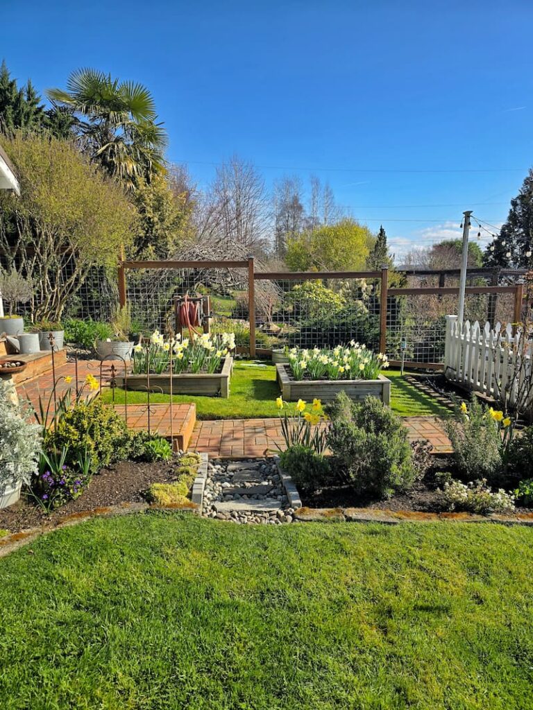 cottage garden at the end of March with raised beds filled with growing daffodils
