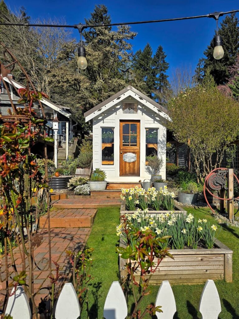 greenhouse and garden pathway with daffodils growing in the raised bed garden