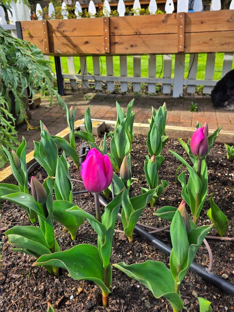 fuchsia tulips finally starting to bloom in the garden