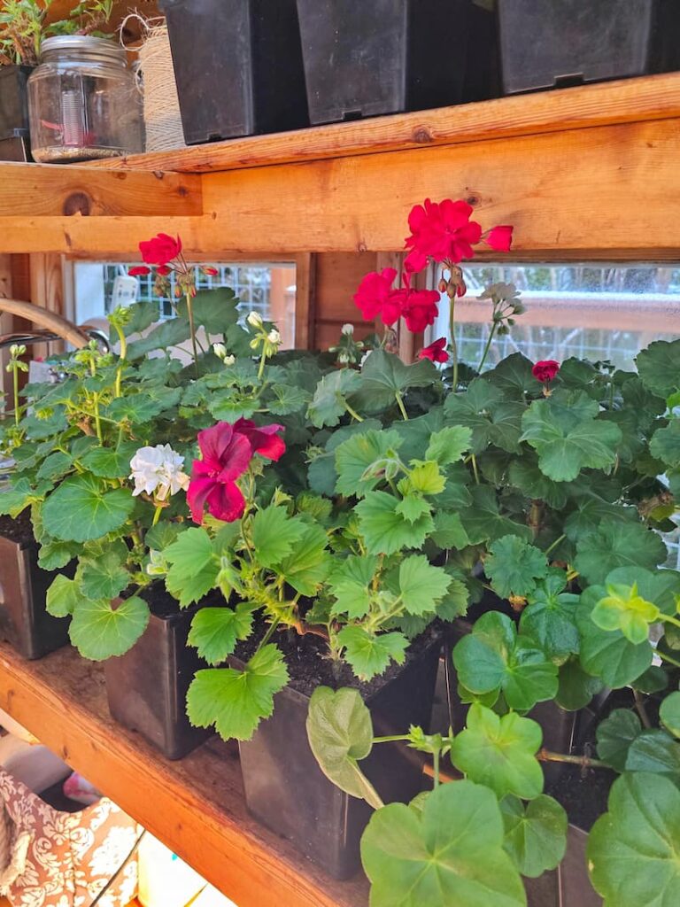 geraniums blooming in the greenhouse