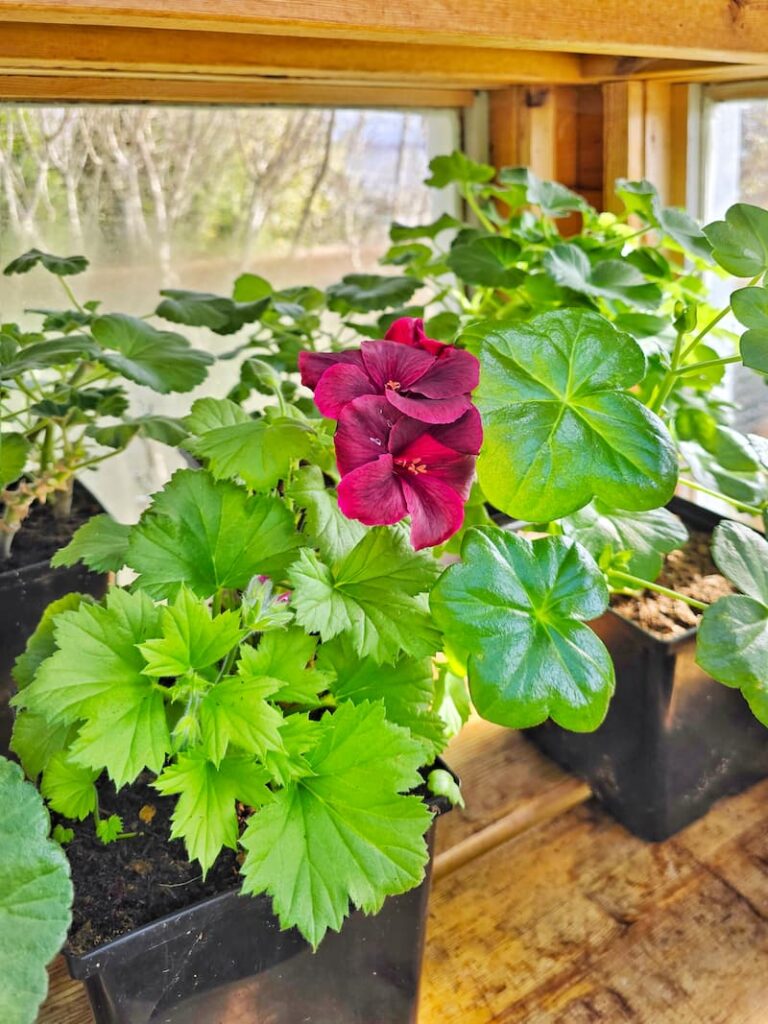 overwintering geraniums starting to bloom